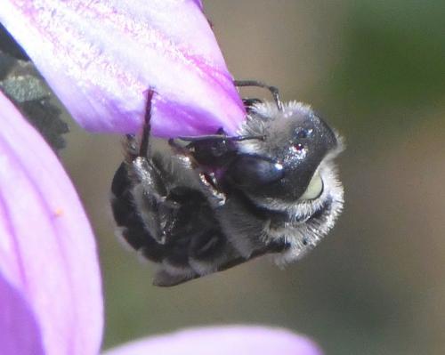 Hoplitis cristatula